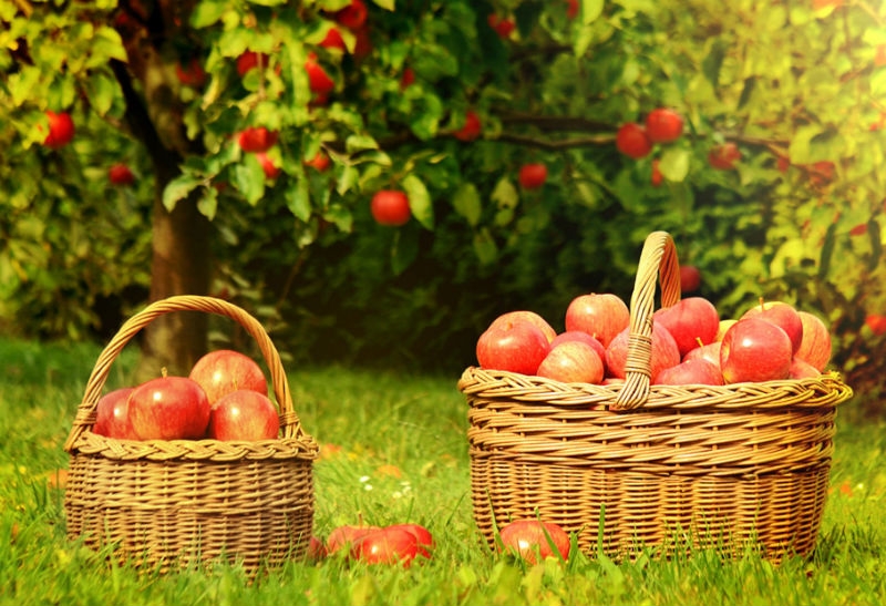 Яблочный Спас Яблоня Фото