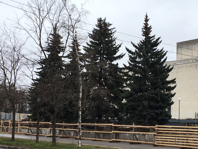 Сохранение елей у Драмтеатра стало экологическим флешмобом - Вологда и ...