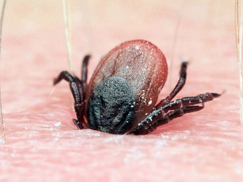 Вместе с ранней весной проснулись и клещи - Вологда и Вологодская ...