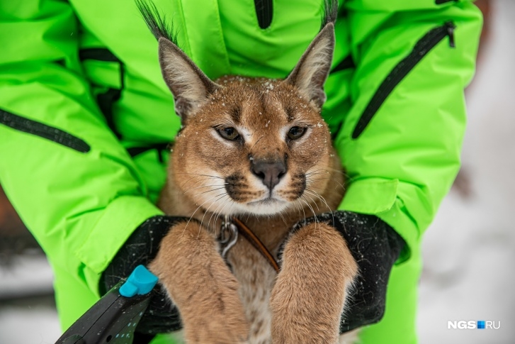 Дикий кот из Вологды живет в Сибири в вольере за миллион рублей (ФОТО)