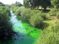Река Золотуха в Вологде поменяла цвет из-за пищевого красителя